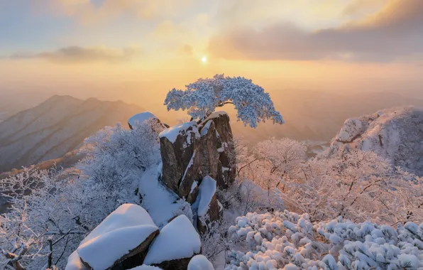 Winter, Tree, Mountains, Snow