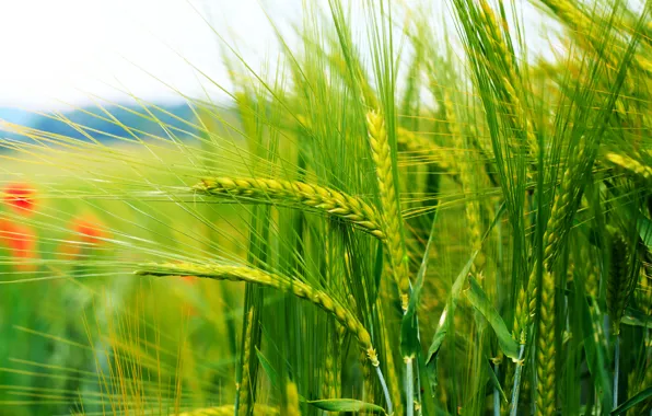 Picture stems, ears, cereals, bokeh