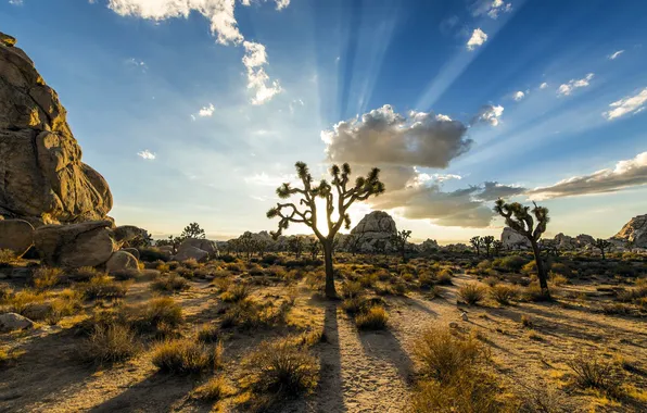 Picture landscape, USA, National, the Joshua tree