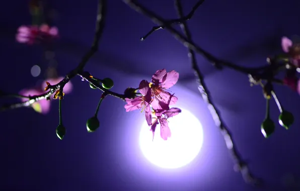 Picture flower, night, cherry