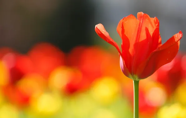 Picture flower, nature, Tulip