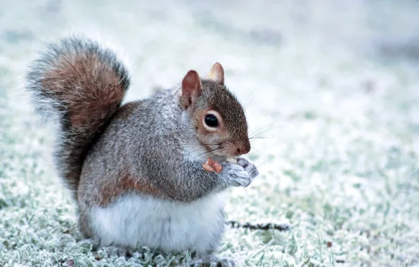 Background, protein, tail