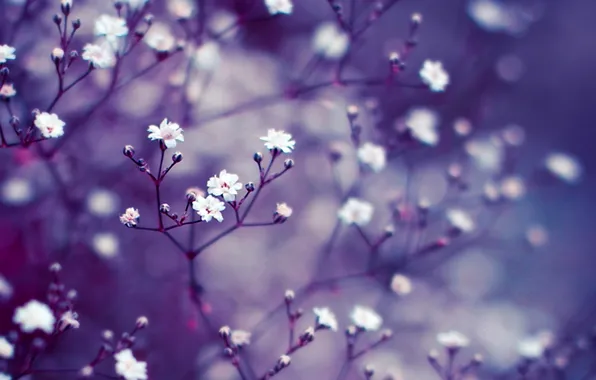 Picture macro, branches, background, lilac, Flowers, blur, buds