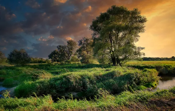 Picture the sky, grass, clouds, trees, sunset, thickets, shore, river