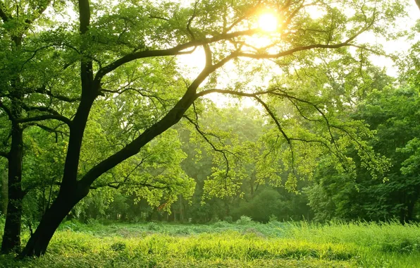 Picture green, light, forest, trees, sun