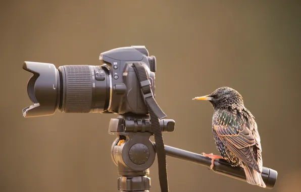 Picture bird, the camera, rook
