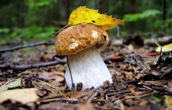 Autumn, forest, summer, landscape, sheet, mushroom, wallpaper, white mushroom