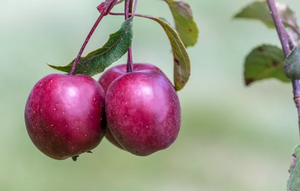 Picture apples, background, branches