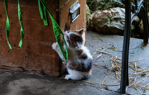 Cat, kitty, the game, rope, chest, kitty, braid