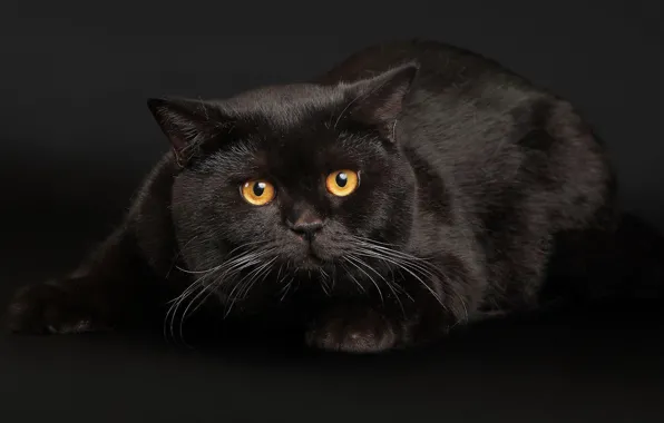 Eyes, cat, black