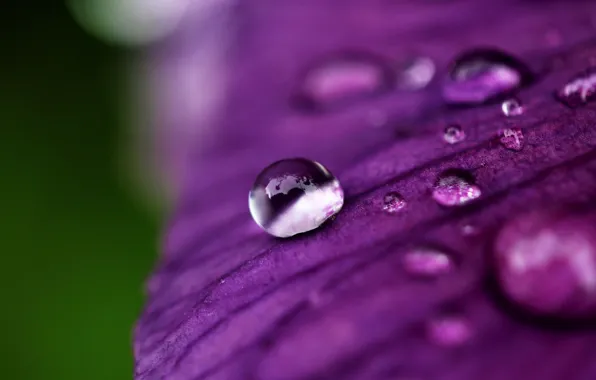 Picture purple, water, drops, macro, flowers, Rosa, background, widescreen