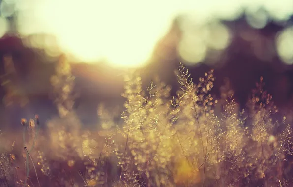 Picture field, the sun, light, nature, plants, day