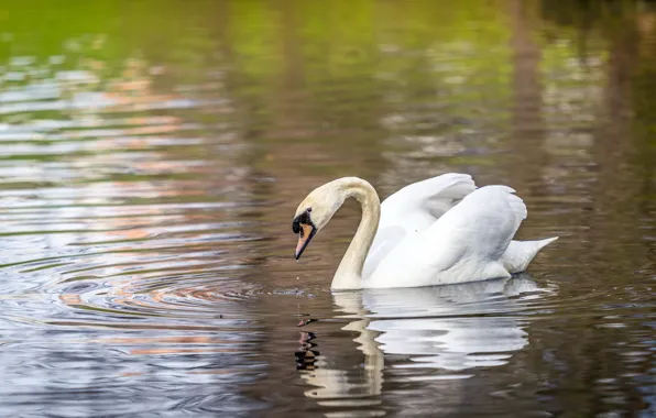 Picture lake, bird, Swan