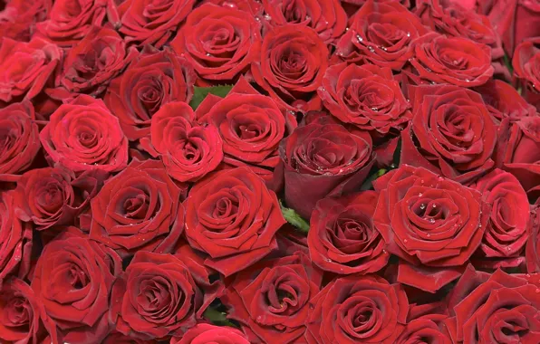 Red, background, roses, bouquet, placer, buds