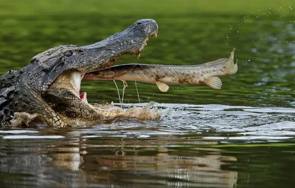Fish, crocodile, mouth, eating, pike