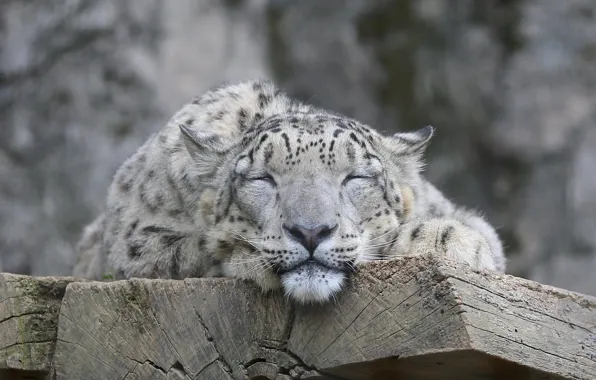 Cat, face, IRBIS, snow leopard