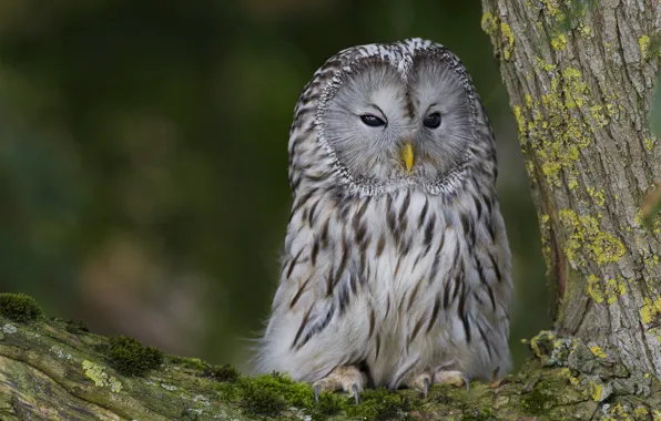 Look, tree, owl, bird, branch, trunk, bark, bitches