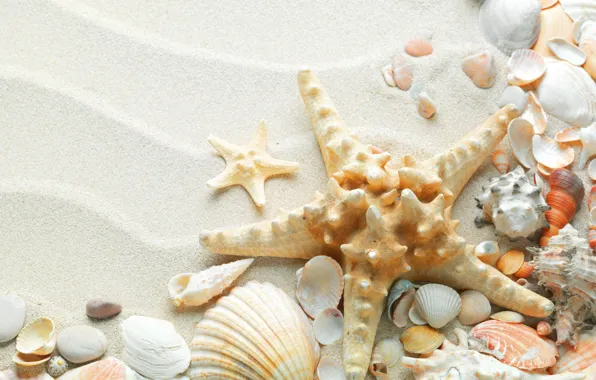 Sand, sea, beach, summer, nature, the ocean, star, shell