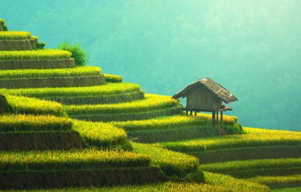 Picture Asia, house, terrace, rice fields