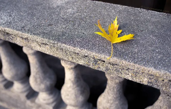 Autumn, leaves, nature