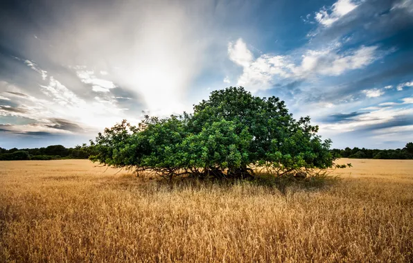 Field, trees, landscape