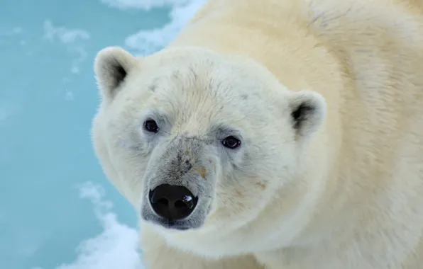Picture look, face, bear, Polar bear, Polar bear