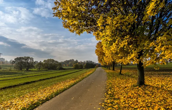 Road, field, leaves, clouds, trees, landscape, branches, nature