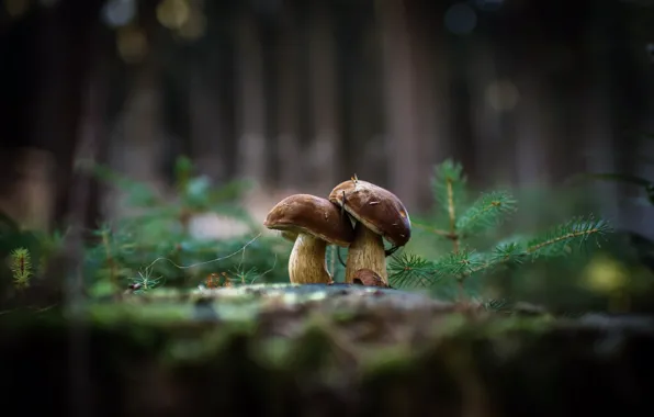 Nature, background, mushrooms