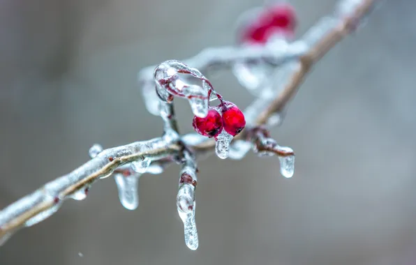 Picture ice, branches, berries