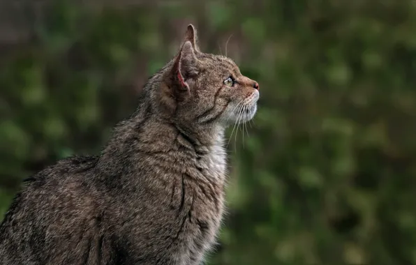 Cat, look, face, profile, wild, forest, European, wild forest cat