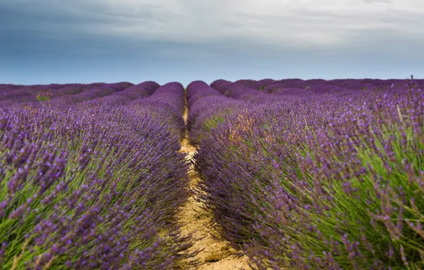 Field, summer, the sky, clouds, flowers, nature, France, track