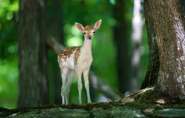 Picture forest, trees, fawn
