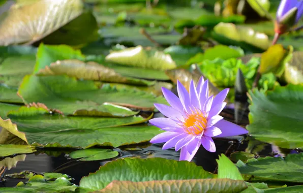 Leaves, water, Nymphaeum
