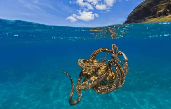 Sea, the sky, water, clouds, shore, the bottom, octopus, underwater world