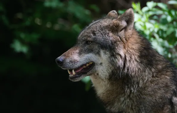 Nature, snow, predator, face, animal, wolf, wildlife, portrait