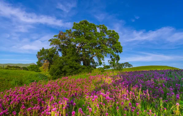 Field, the sky, grass, landscape, flowers, tree, hills, meadow