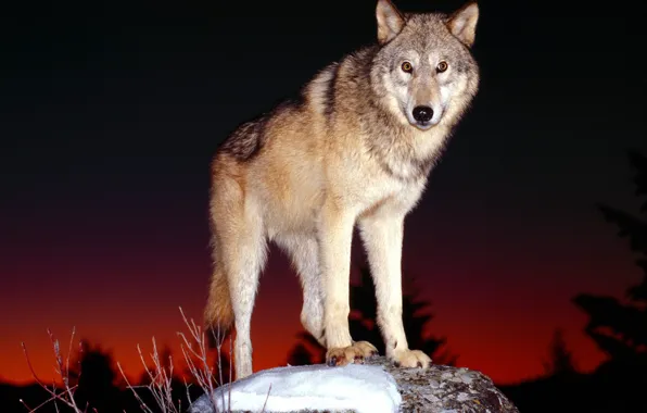 Look, night, wolf, predator