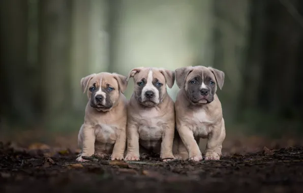 Picture puppies, trio, bokeh, Trinity, Pit bull terrier