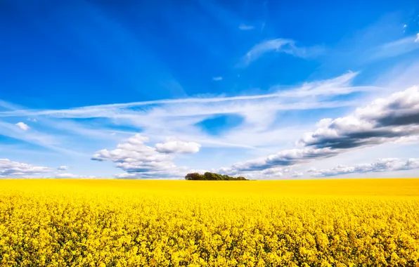 Picture field, the sky, clouds, trees, flowers, field of flowers