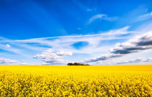 Field, the sky, clouds, trees, flowers, field of flowers