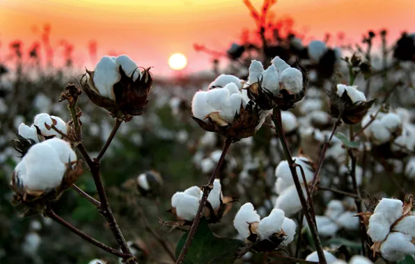 Field, sunset, branches, nature, cotton, fiber, wool, cotton