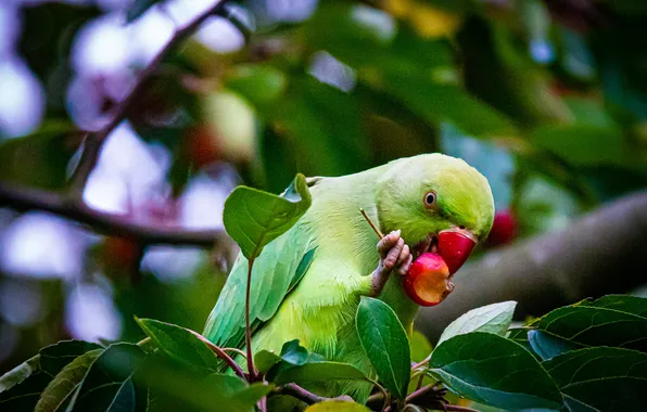 Greens, leaves, branches, green, bird, fruit, parrot, bokeh