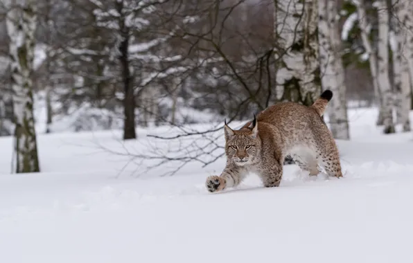 Winter, forest, snow, the snow, walk, lynx, sneaks