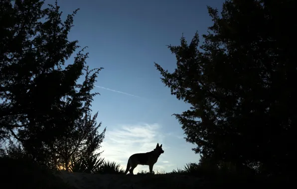The sky, trees, sunset, dog, the evening, silhouette