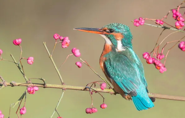 Picture leaves, branches, berries, background, bird, fruit, beautiful, Kingfisher