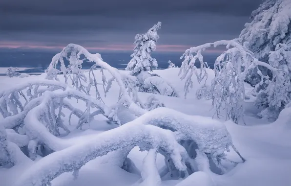 Winter, snow, trees, branches, the snow, Russia, Murmansk oblast, Kandalaksha