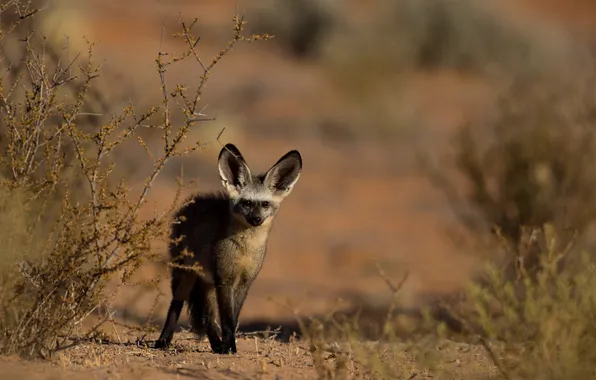 Nature, background, Curious bat-eared fox