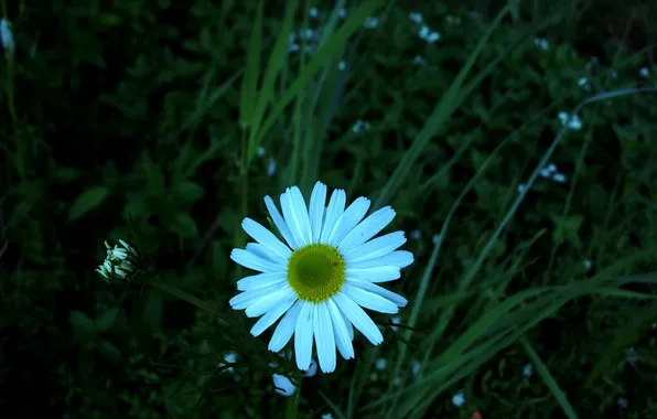 Flower, grass, macro, Daisy