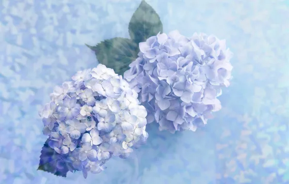 Picture flowers, blue, gently
