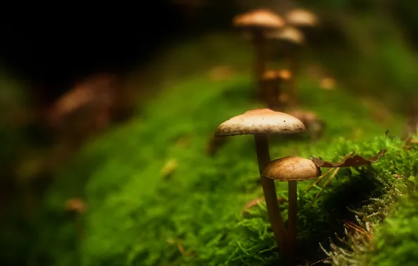 Night, mushrooms, moss, leaf, bokeh